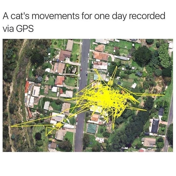 cat gps meme
