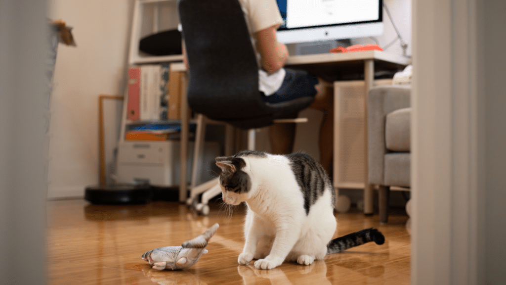 prevent 4am zoomies, cat playing with flappy fish on floor